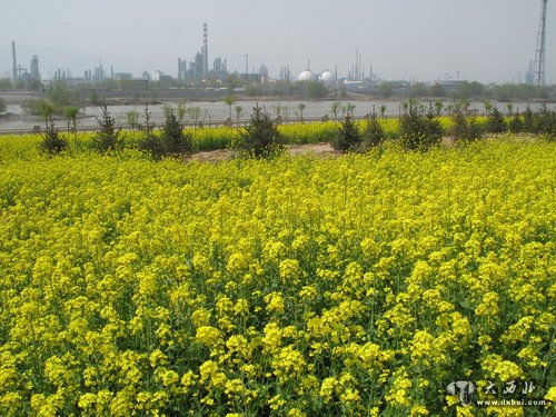 兰州滨河路曾种植的油菜花