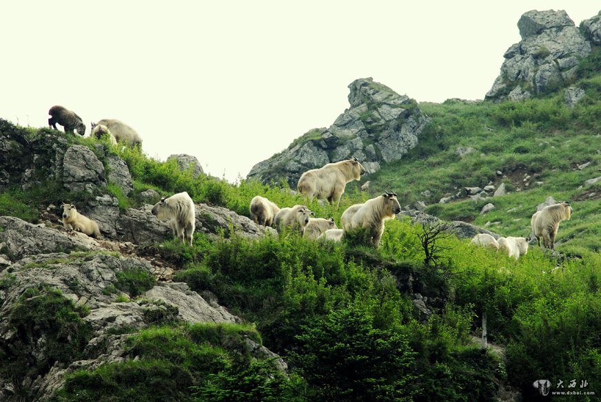 “中国山茱萸之乡”——佛坪县