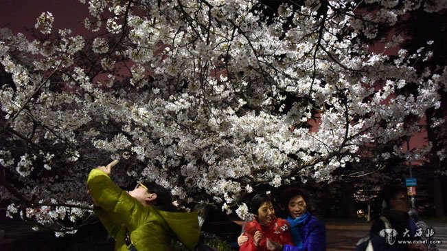 武大夜赏樱花