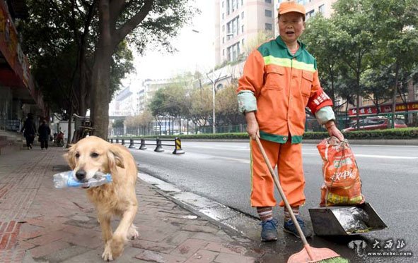 成都金毛跟随环卫工女主人“捡”瓶子