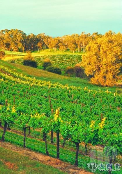 天鹅河谷的葡萄庄园，在西澳，到处都有葡萄美酒夜光杯。