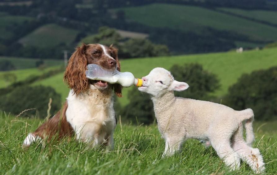 英国一只叫“杰西卡”的牧羊犬聪明无比，每天用嘴衔着奶瓶喂养孤儿羊羔，是其农场主主人得力的好帮手。“杰西卡”是一只史宾利犬，从小就被主人训练用嘴衔着奶瓶喂小羊羔。现在，无论是晴天还是雨天，“杰西卡”都会准时叼着奶瓶到农场喂农场的孤儿羊羔，一天3次，从不间断。
