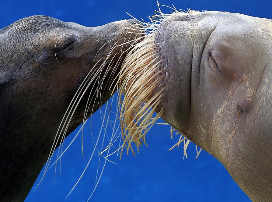 9月16日，日本横滨八景岛海洋乐园，一只海狮和海象互相亲吻对方。 AP Photo/Itsuo Inouye