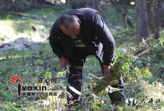 富蕴大旱草场枯干 阴坡林带毒草疯长  百余牛羊饿急了吃毒草毙命