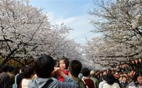 专家：日本樱花盛会或将消失