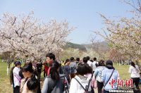 中国大连旅顺国际樱花节闭幕 旅游收入3.1亿元