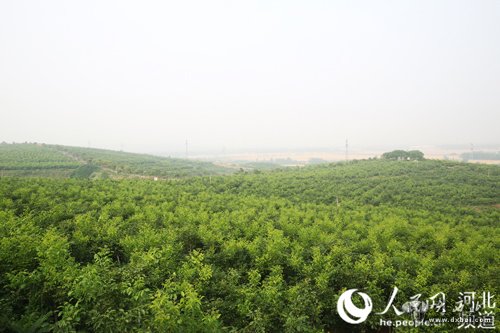 邢台临城县一万八千亩的核桃林，漫山遍野。可将“荒山”变“金山”的李保国教授，却永远走了……