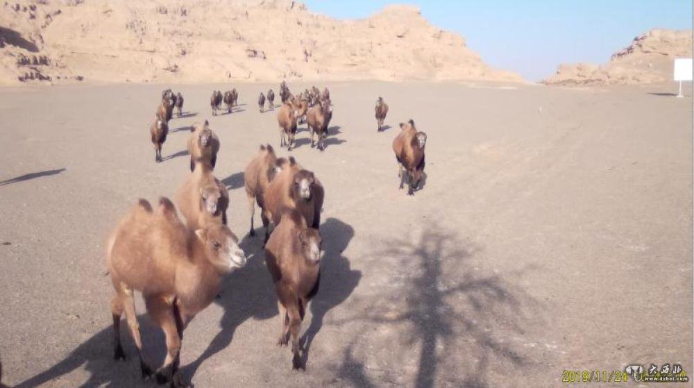 敦煌西湖保护区野骆驼