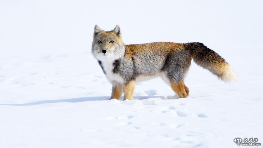 雪中藏狐