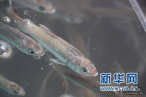 青海湖裸鲤资源量超