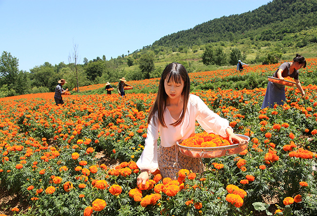 成县：做强“花产业”
