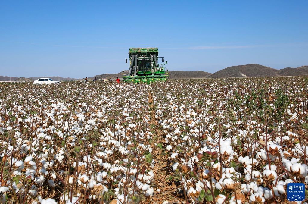 我国最大产棉区新疆进