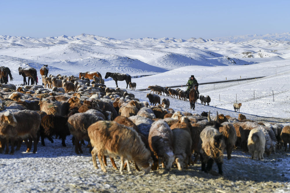 新疆：西陲牧歌起新声